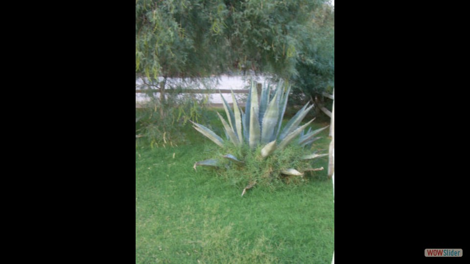 Amerika_2008_20_Death_Valley_NP_076