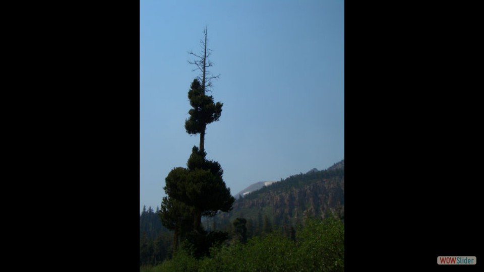 Amerika_2008_24_Mammoth_Lakes_NP_005