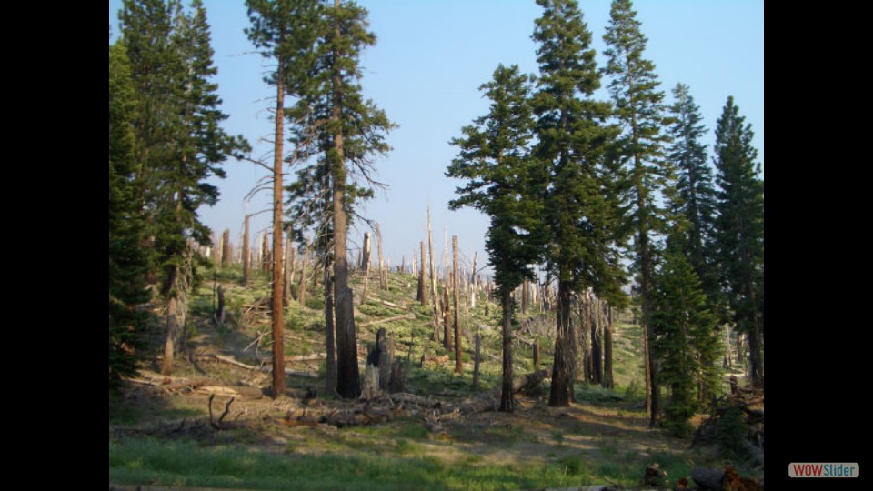 Amerika_2008_24_Mammoth_Lakes_NP_020