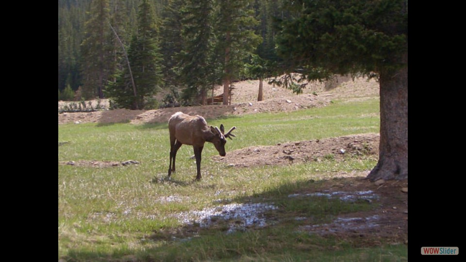 Amerika_2008_02_Rocky_Mountain_NP_011_bearbeitet-1