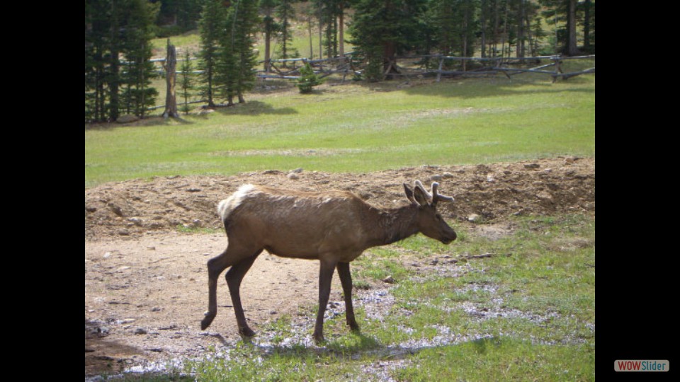 Amerika_2008_02_Rocky_Mountain_NP_014