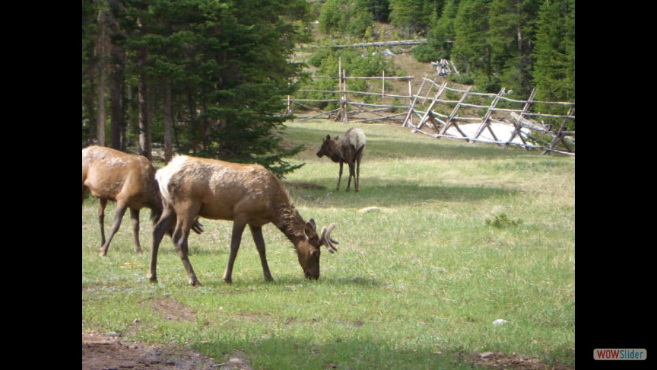 Amerika_2008_02_Rocky_Mountain_NP_016