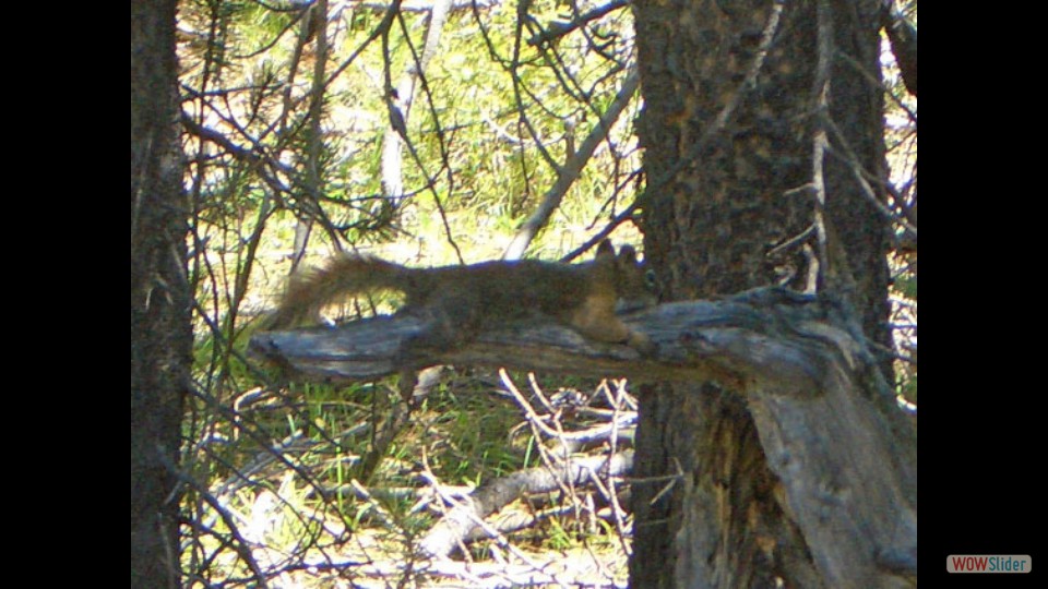 Amerika_2008_08_Grand_Teton_NP_008_bearbeitet-1