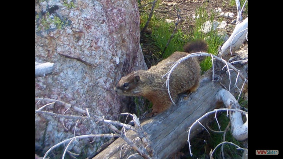 Amerika_2008_08_Grand_Teton_NP_059_bearbeitet-1