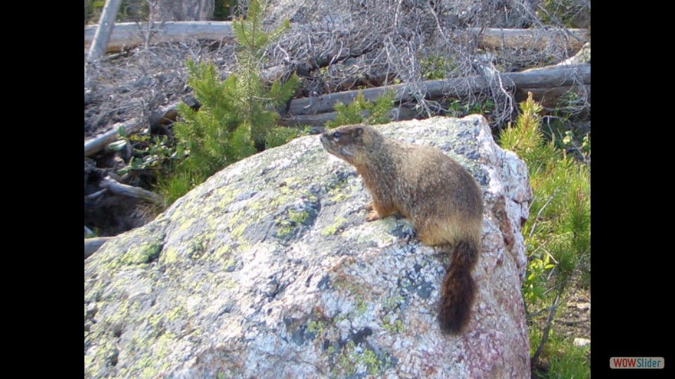 Amerika_2008_08_Grand_Teton_NP_060_bearbeitet-1