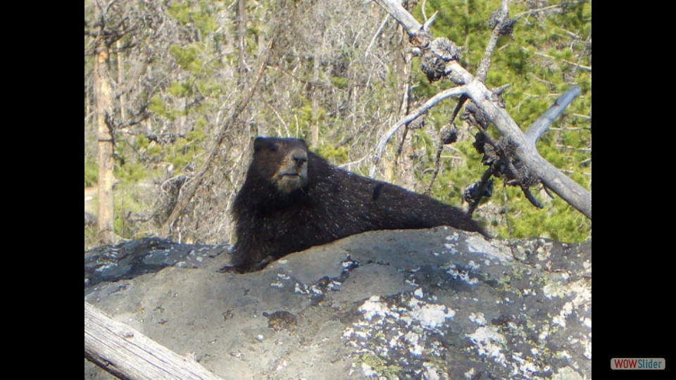 Amerika_2008_08_Grand_Teton_NP_068_bearbeitet-1